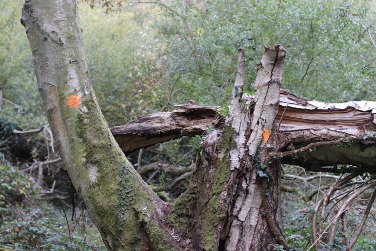 Czym jest retoryka Arystotelesa? Etos, patos, logos